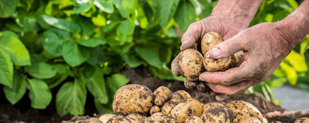 potatoes-baner-seeds