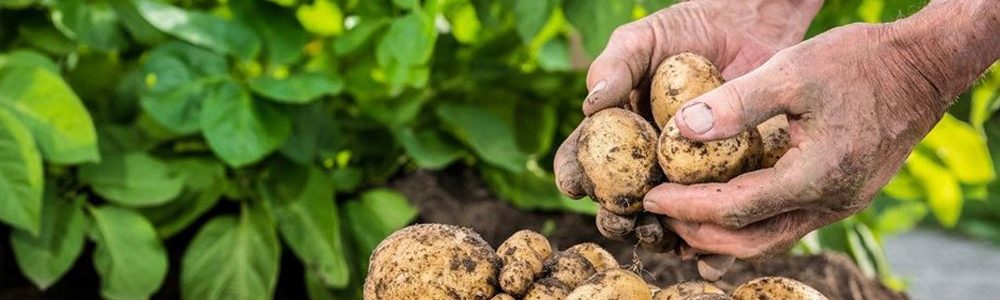 potatoes-baner-seeds